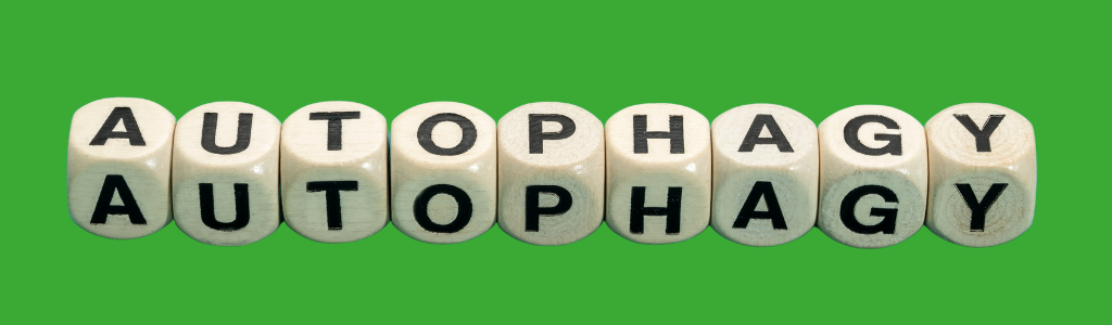 autophagie, wat is het en wat doe ik om dit proces te activeren