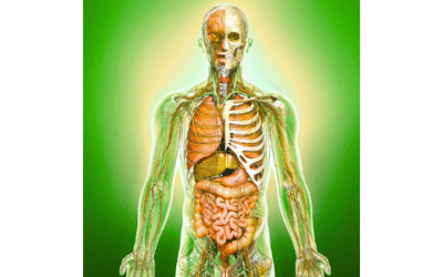 Zo werken jouw organen samen voor een gezond lichaam